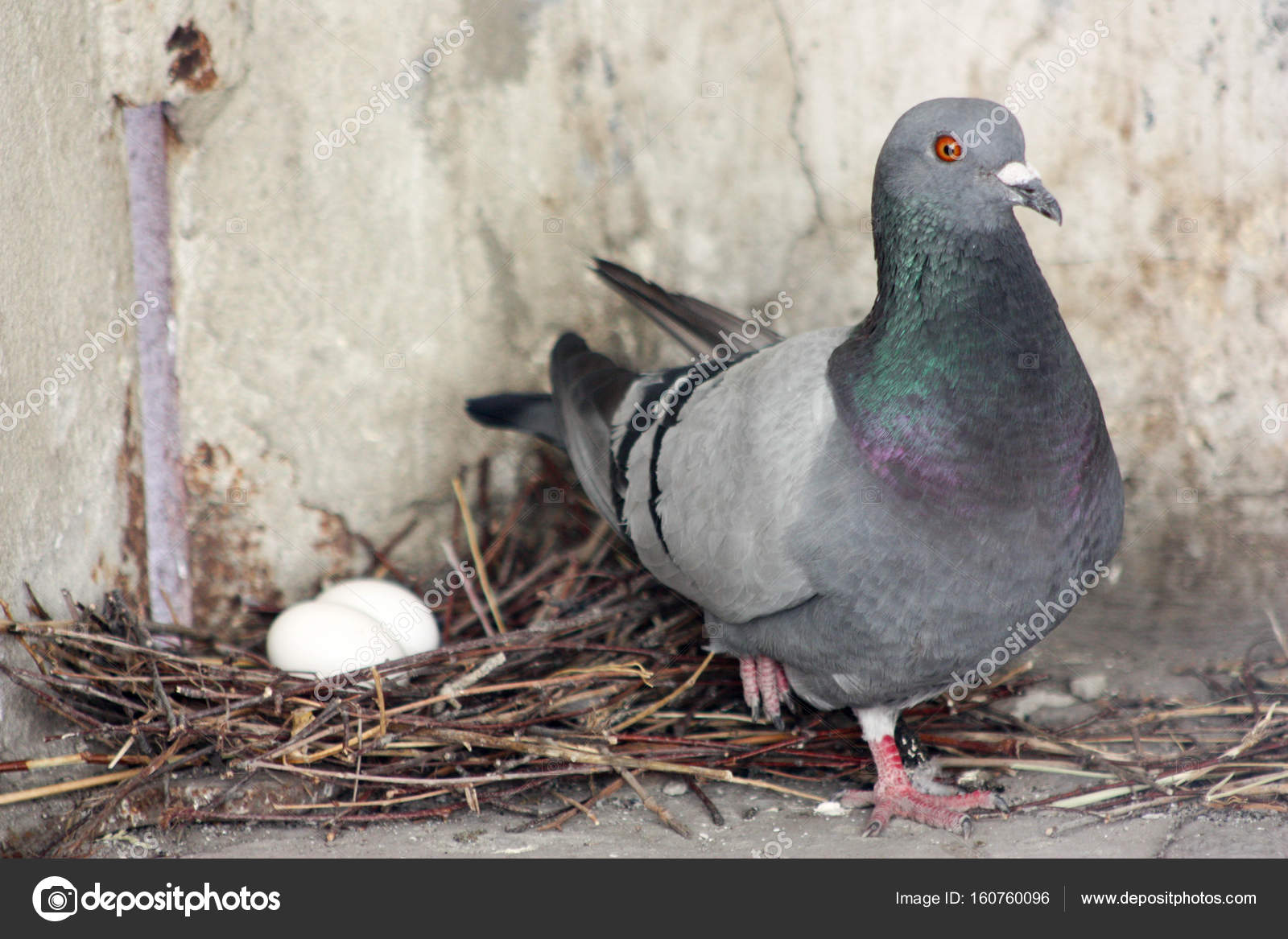 Baby Pigeon Stock Photos Royalty Free Images Depositphotos Baby Pigeon Stock Photos Royalty Free Images Depositphotos