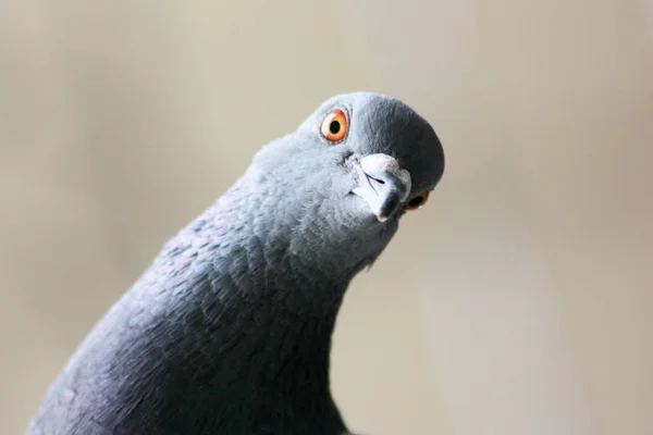 Dove head close. Photo for your — Stock Photo, Image