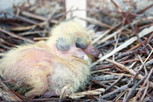 Küken der Taube. Zwei Stücke. in einem Nest aus Ästen — Stockfoto