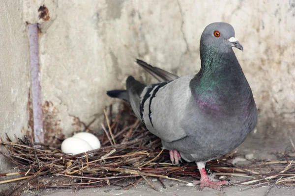 Baby Pigeon Stock Photos Royalty Free Images Depositphotos Baby Pigeon Stock Photos Royalty Free Images Depositphotos