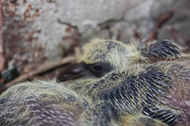 Yavru güvercin, kardeşi ile birlikte uyku
