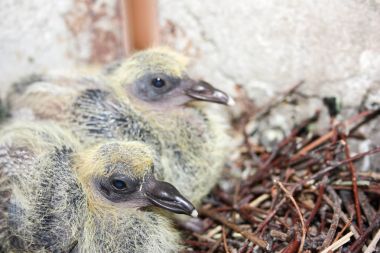 Şube yuvadaki genç güvercin