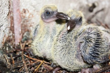 Bir yuva şube çocuklarda güvercin