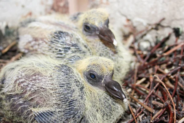 Şube yuvadaki genç güvercin