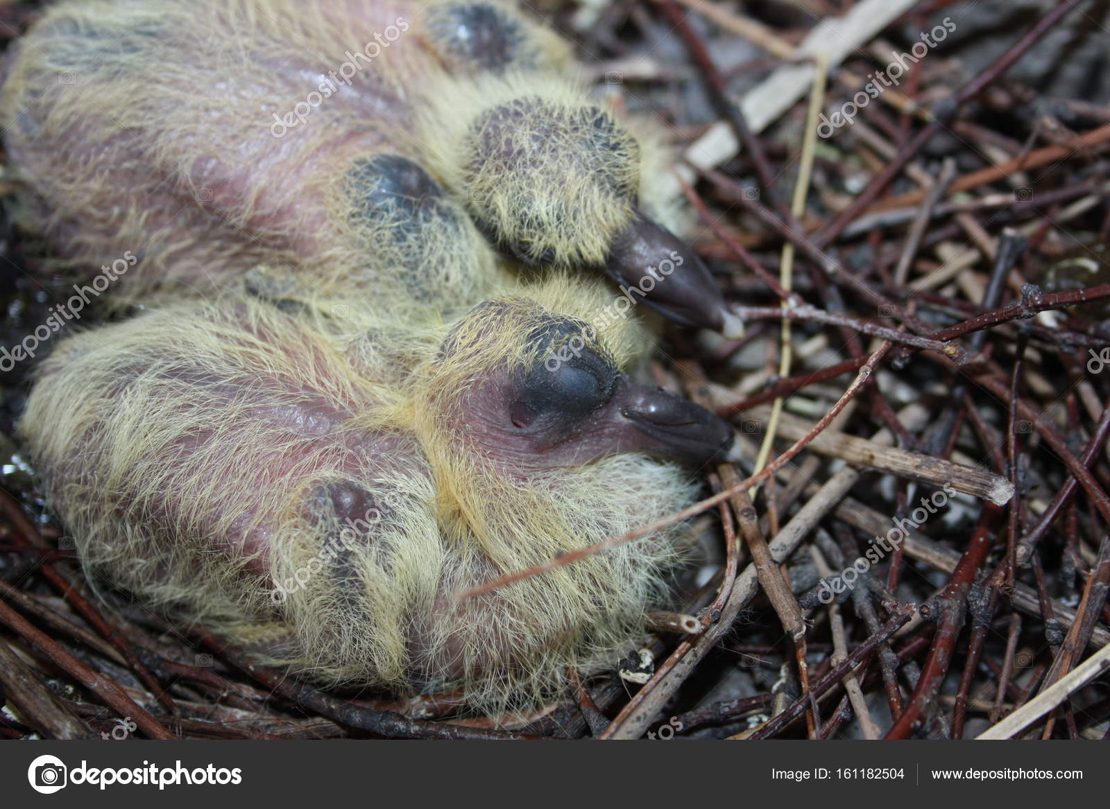 Nest Of A Dove Wildlife In The City Baby Pigeon Stock Photo Image By C Xxxenium7 Nest Of A Dove Wildlife In The City Baby Pigeon Stock Photo Image By C Xxxenium7