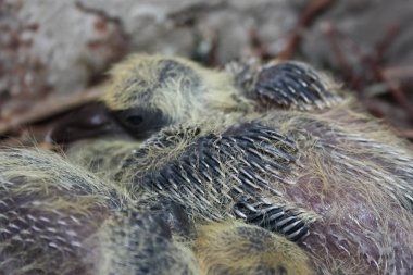 Yavru güvercin, kardeşi ile birlikte uyku