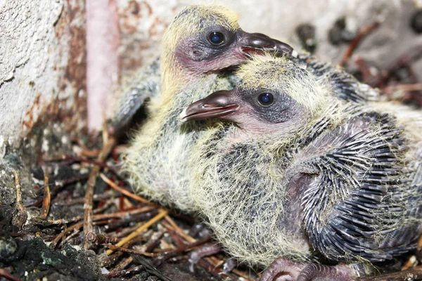 Die junge Taube im Nest — Stockfoto