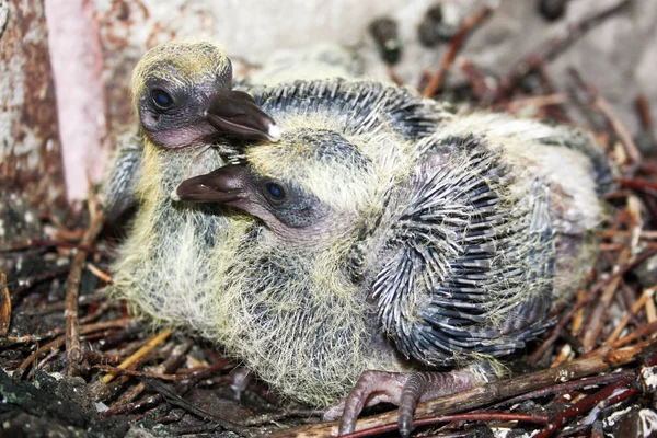 Taubenkinder im Geäst — Stockfoto