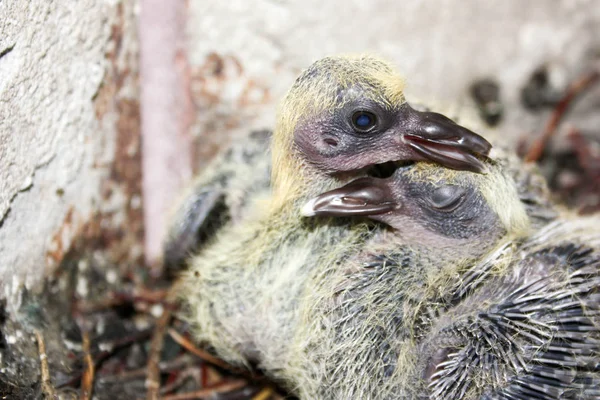 Piccione bambini in un nido di rami. Calma la sorella — Foto Stock