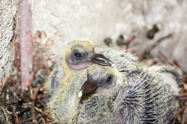 Pigeon children in the nest. Put his beak