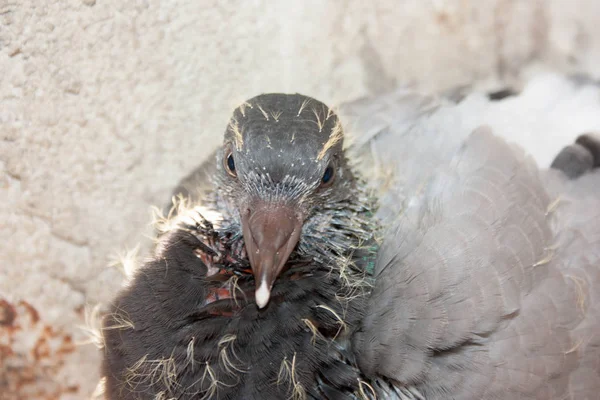 Гнездо голубя две недели в гнезде — стоковое фото