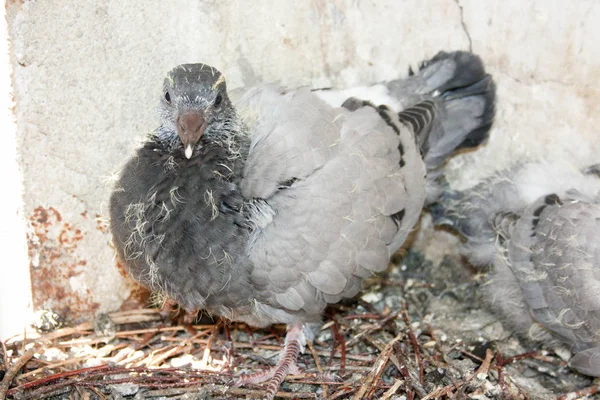 Bird baby pigeon in the nest with his — Stock Photo, Image