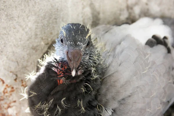 Bird baby dove in the nest. fledged — Stock Photo, Image