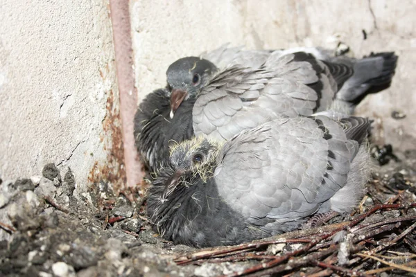 Piccioni giovani nel nido. fratello e sorella — Foto Stock