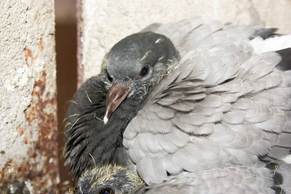 Young pigeons in the nest. Photo — Stock Photo, Image