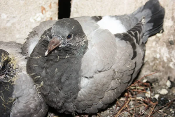 Des oiseaux dans le nid. Pigeons un couple trois — Photo