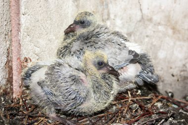 Dalları yuvada yavru güvercin. İki