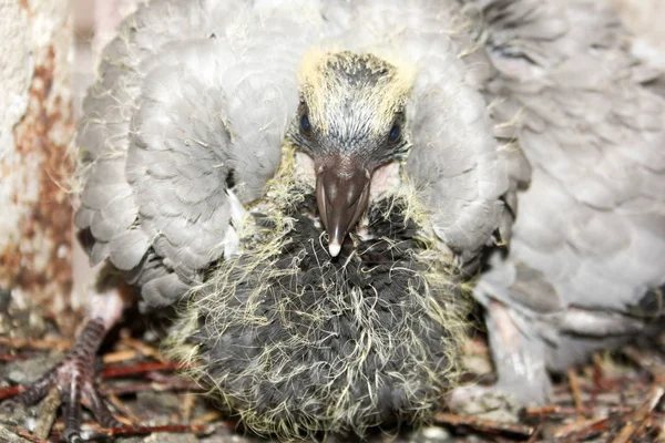 鳩の枝の巣に寄り添います。と — ストック写真