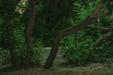 Doğa kavramı. Karanlık Orman. Parlama ile