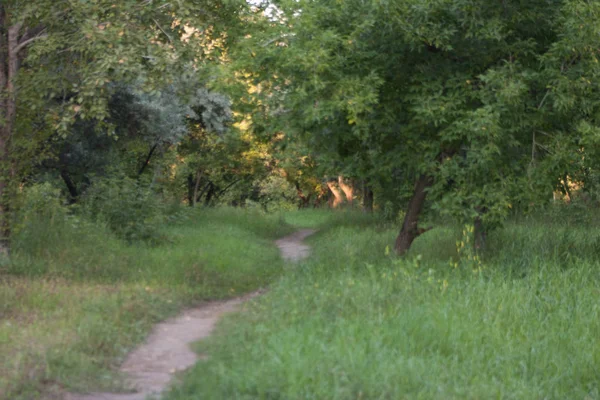Doğa park orman. İçin fotoğraf,