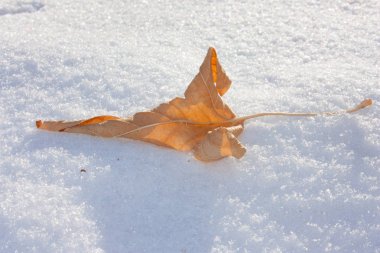Kış konsepti. karlı kış. sarı