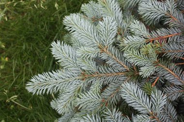 Noel ağacı çam dalı. üzerinde