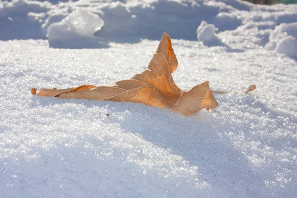 kış sonbahar üst karakter kavramı. sarı