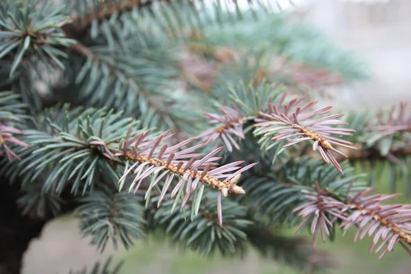 Χριστουγεννιάτικο δέντρο υποκατάστημα του πράσινου — Φωτογραφία Αρχείου