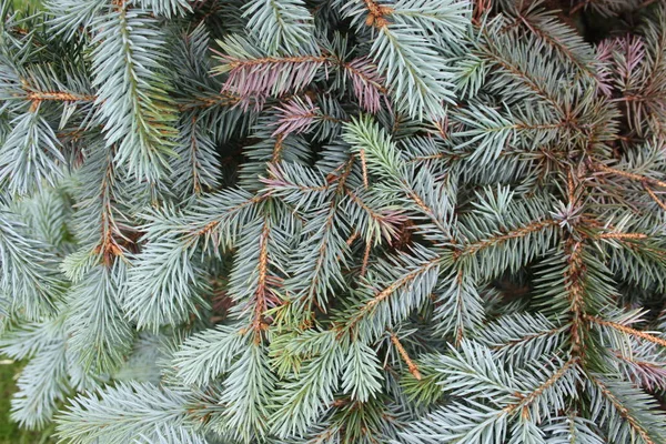 Noel ağacı arka plan ile