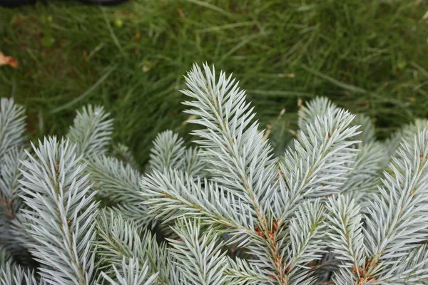 Tree branches blue spruce needles. on — Stock Photo, Image