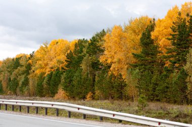 yol sonbahar manzara. sarı ve