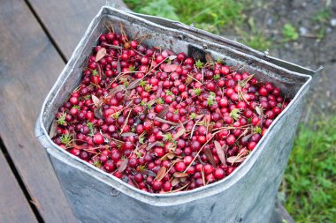 Kızılcık gemi içinde yosun kırmızıdır