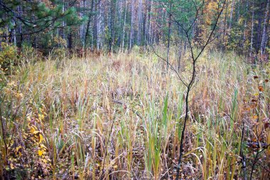 Marsh çim. tasarımınız için fotoğraf