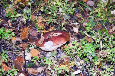 şapkasını bir yaprağı ile mantar. içinde