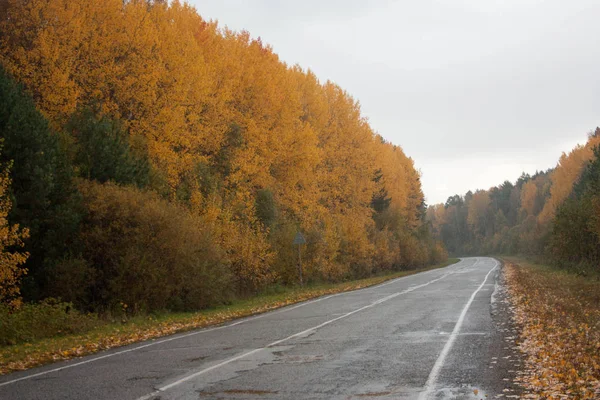 Sonbahar Orman ve yalnız bir yol