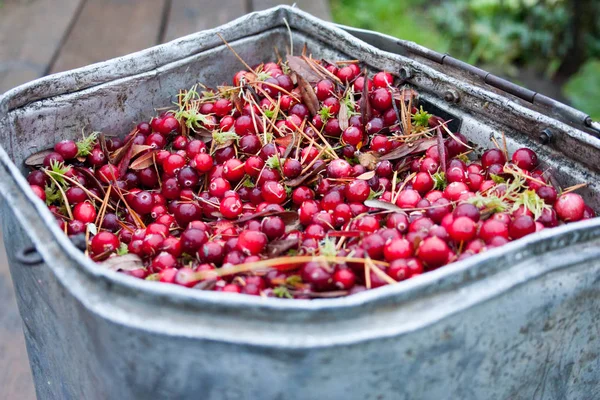 Konteyner içinde kızılcık. sizin için fotoğraf