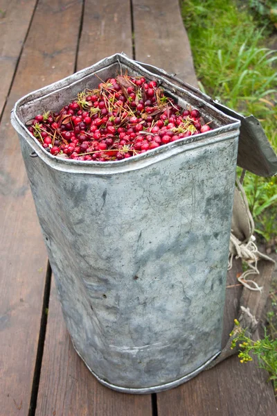 Kızılcık derleme. Fotoğraf için
