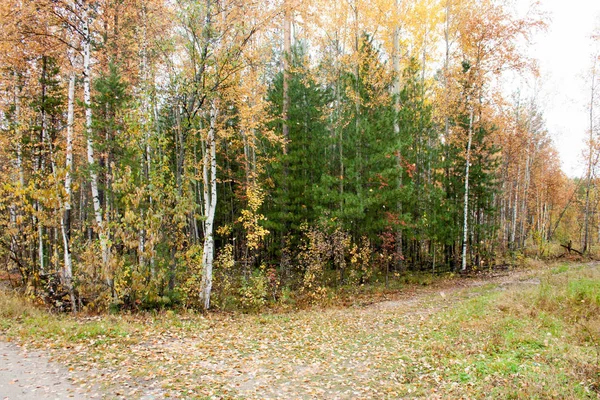 Rus ormandır. ağaç ve Noel