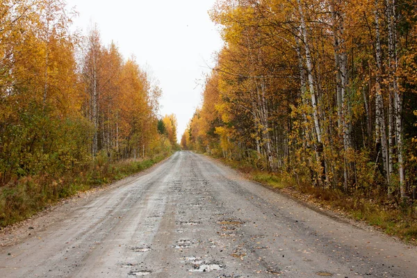 Sonbahar otomobillerde yolluk. ağaç