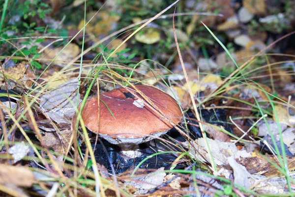 The mushroom hides in the autumn — Stock Photo, Image