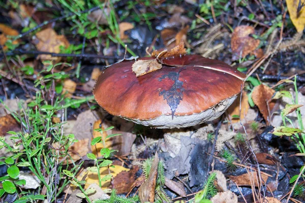 Mushroom with brown hat in autumn — Stock Photo, Image