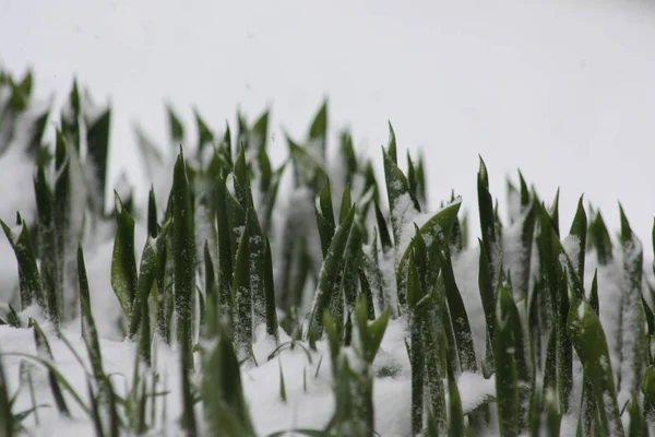 Grass flowers in the snow. ice on grass — Stock Photo, Image
