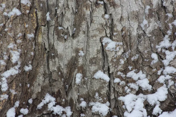 Casca de árvore na neve. Natal de inverno — Fotografia de Stock