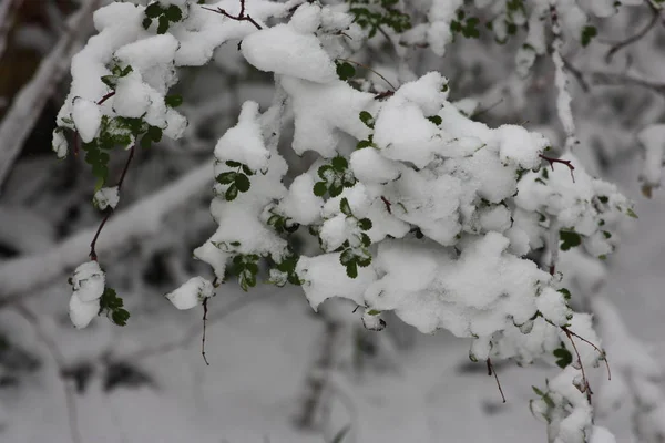 눈에 푸른 나무의 부시입니다. 겨울 — 스톡 사진