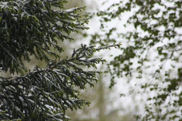 Las ramas del árbol en la nieve. La nieve está en el medio — Foto de Stock