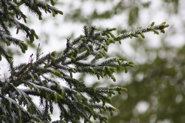 Ramas de un árbol en la nieve. abeto — Foto de Stock