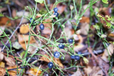 Orman berry yararlı. çimlerin arasında