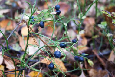 Orman berry siyah yararlı. arasında büyür