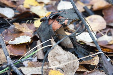 mantar yapraklarla kaplı. büyür