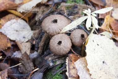 mantar sporları için bir delik oklarla